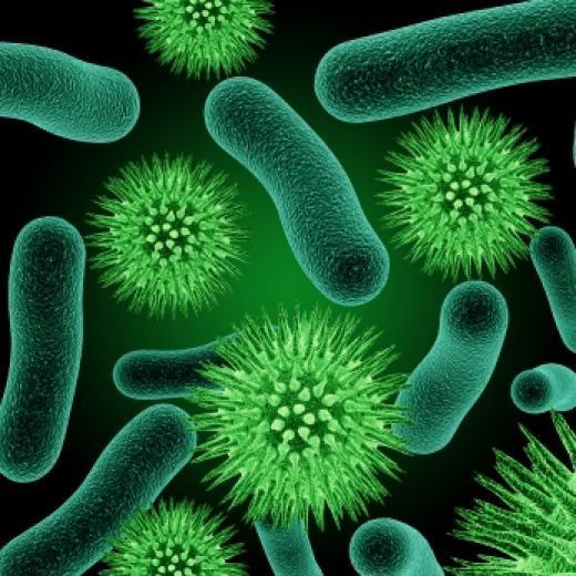 The Influence of Probiotics on our Health