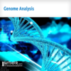 MTHFRGeneMutation GenomeAnalysis