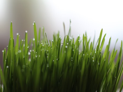 All You Need To Know About Wheatgrass and Its Benefits