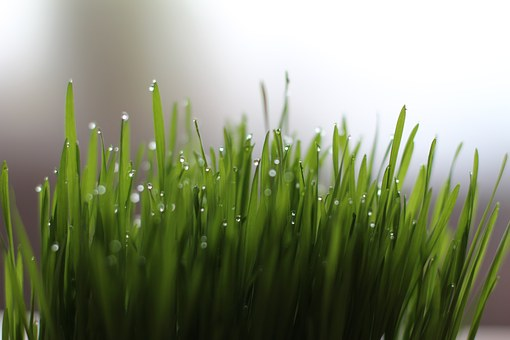 All You Need To Know About Wheatgrass and Its Benefits